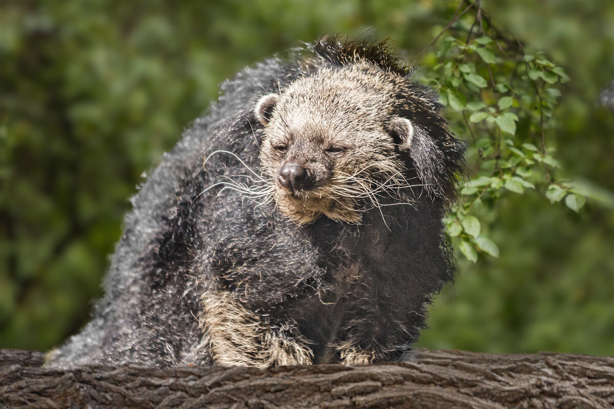 Бинтуронг - SanSan 