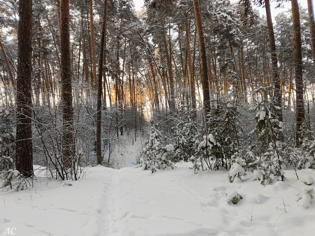 После снегопада - Любовь Сахарова