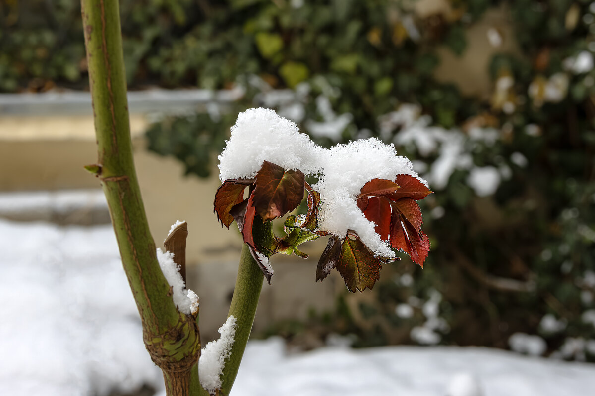 Новогоднее - Валерий Басыров