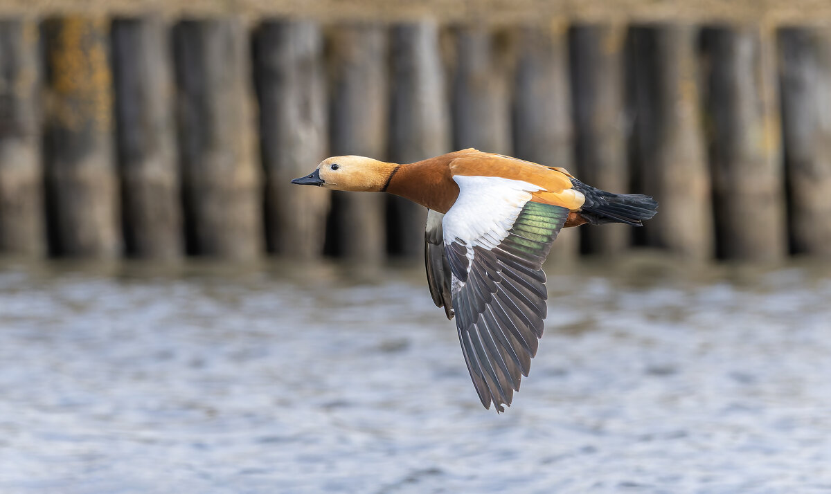 огарь. полет. - юрий макаров
