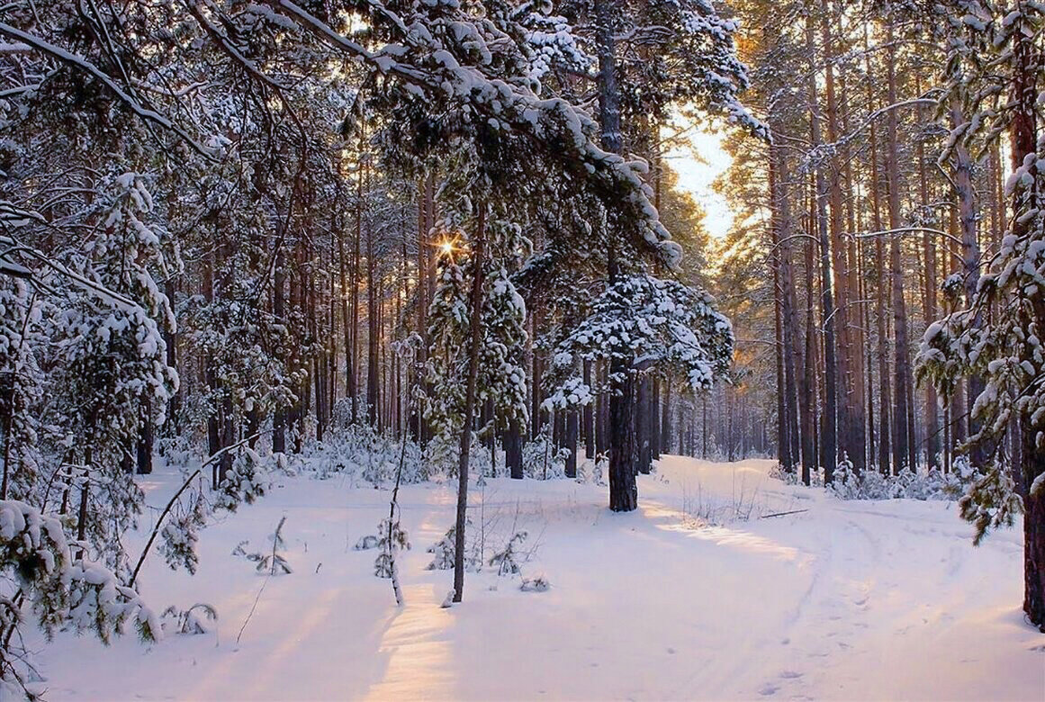 Волшебный лес (Легкие нашего города) - елена беликова