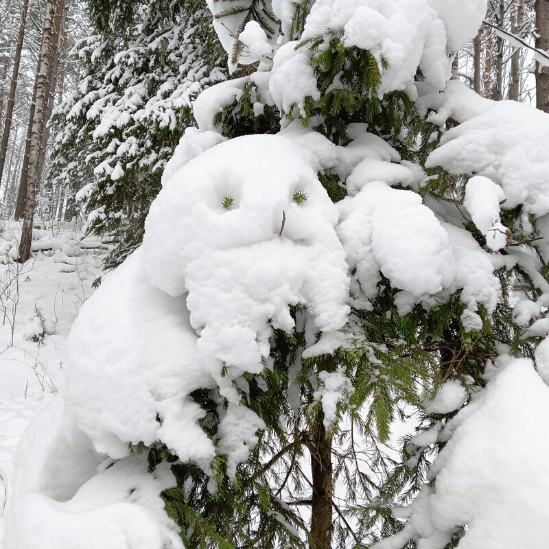 набегался отдыхает - Владимир 