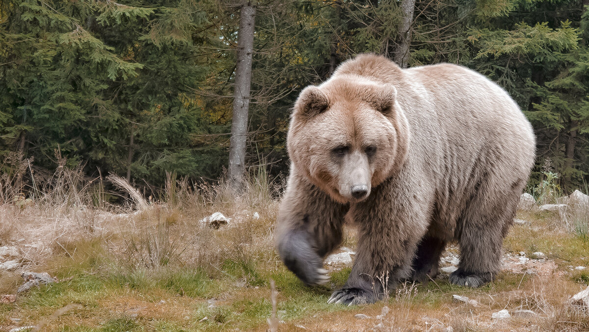 Не провожай меня! Не надо! - Alexandеr P