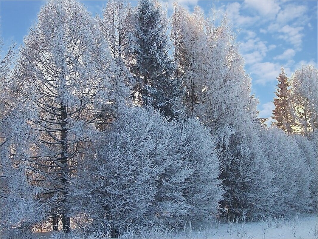 Мороз и солнце... - Наталья Куликова