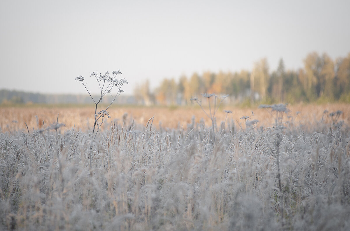 *** - Владимир Носов