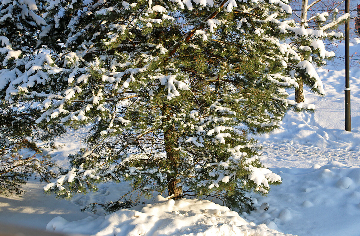 1 января: Мороз и солнце - день чудесный! - Светлана 1 января: Мороз и солнце - день чудесный! - Светлана