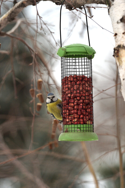 Я наблюдаю и все вижу! - Александр Гриднев