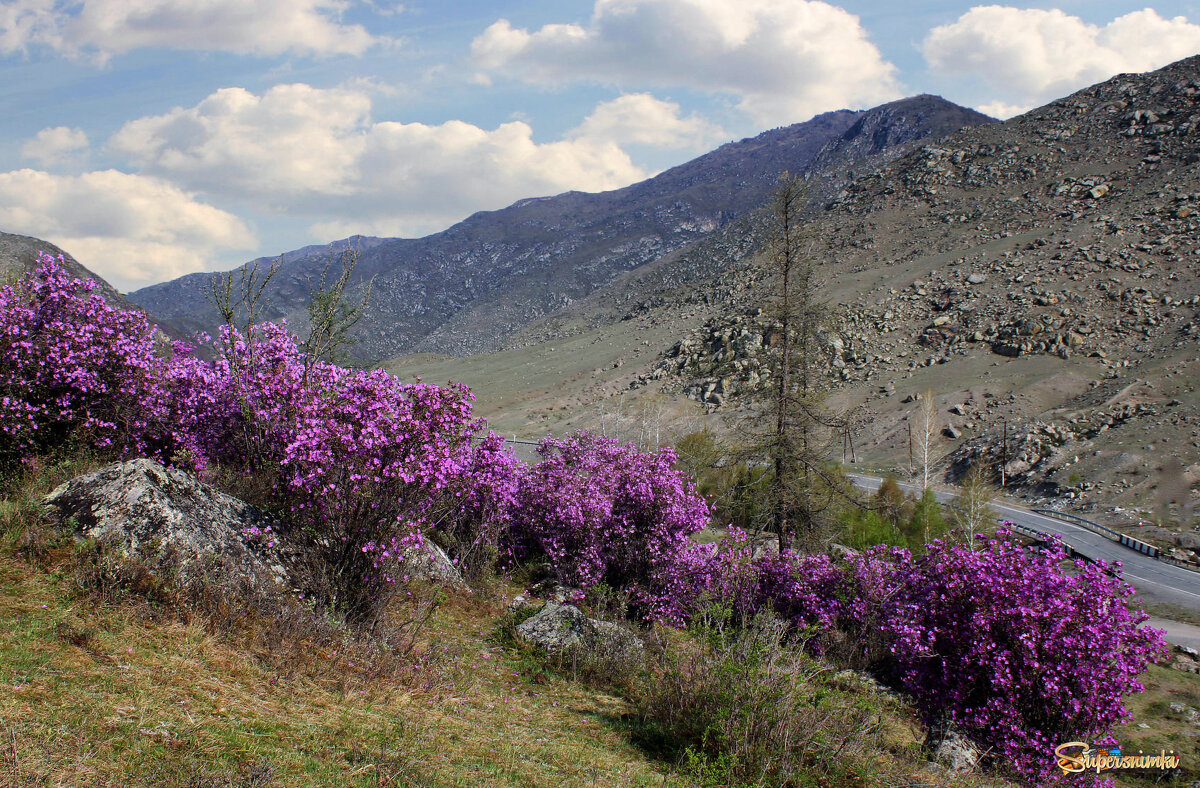 Начало мая - елена беликова