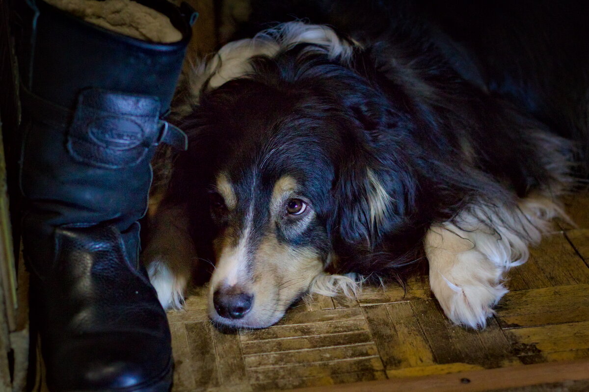 Поговори хоть , ты, со мной, сапог... - Артём 