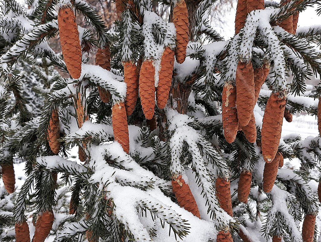 Ёлочка, ёлка - Hope 