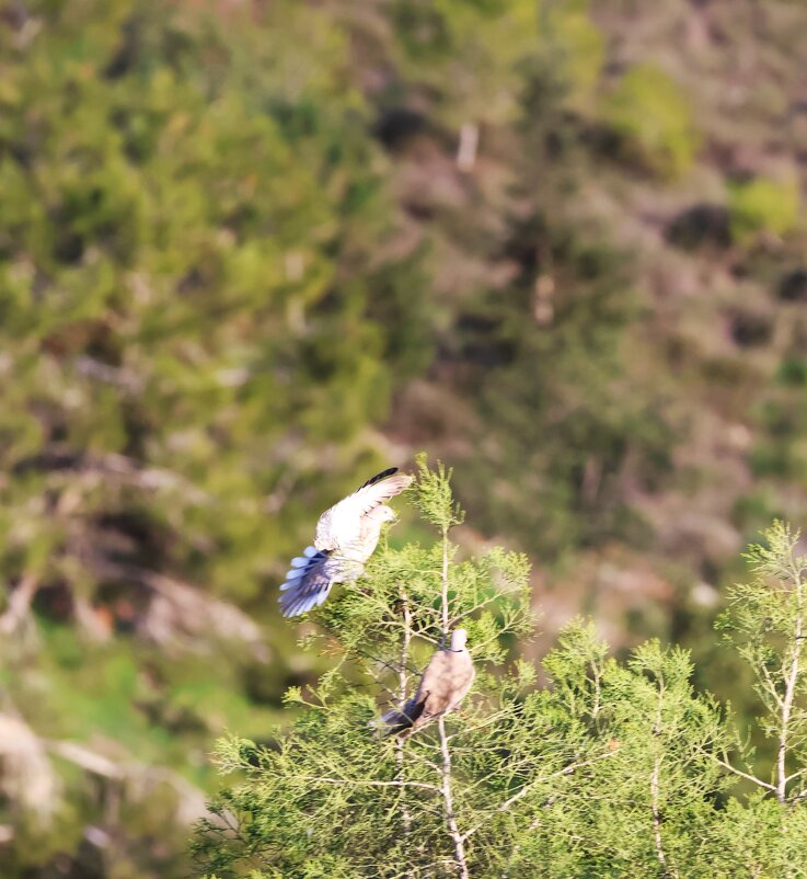 Горлянки - Аркадий Басович