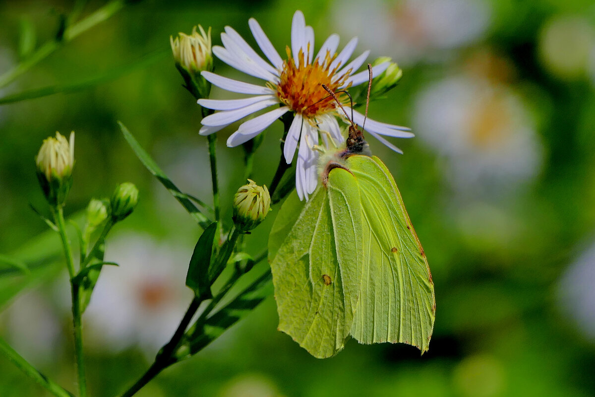 опять про бабочек...262 С Новым Годом! - Александр Прокудин