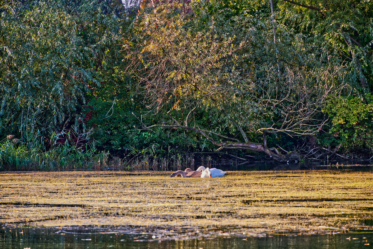 Пруд - Jakob Dick