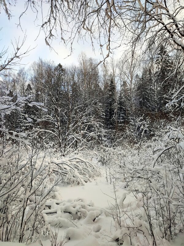 1 января в лесу. - Ирина 