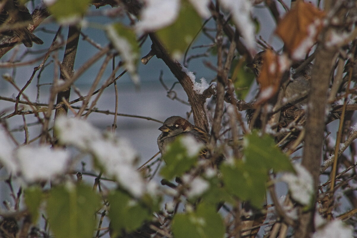Воробей - Giant Tao /