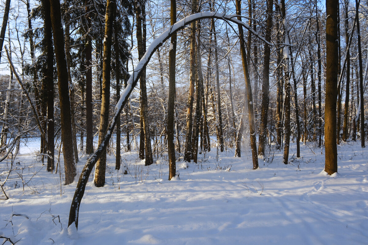 Зимний лес - Dar(k) Life