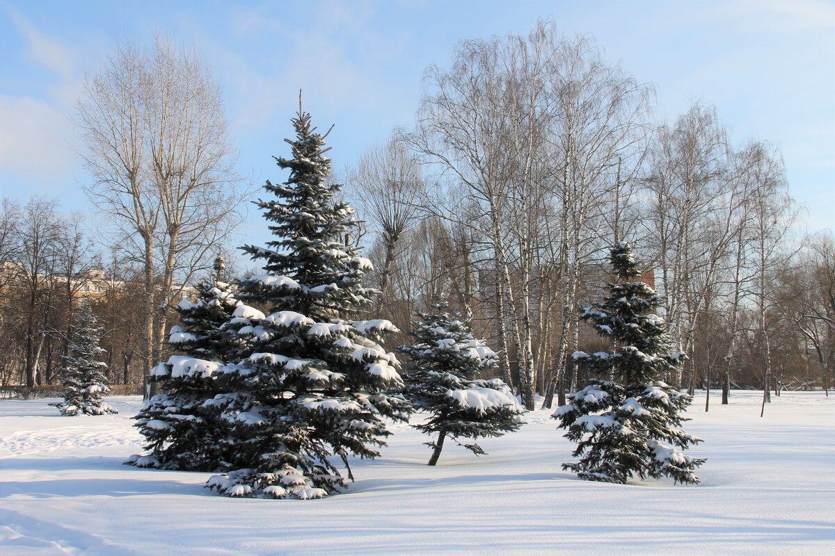 ЗАСНЕЖЕННЫЕ ЕЛИ - Валентина 