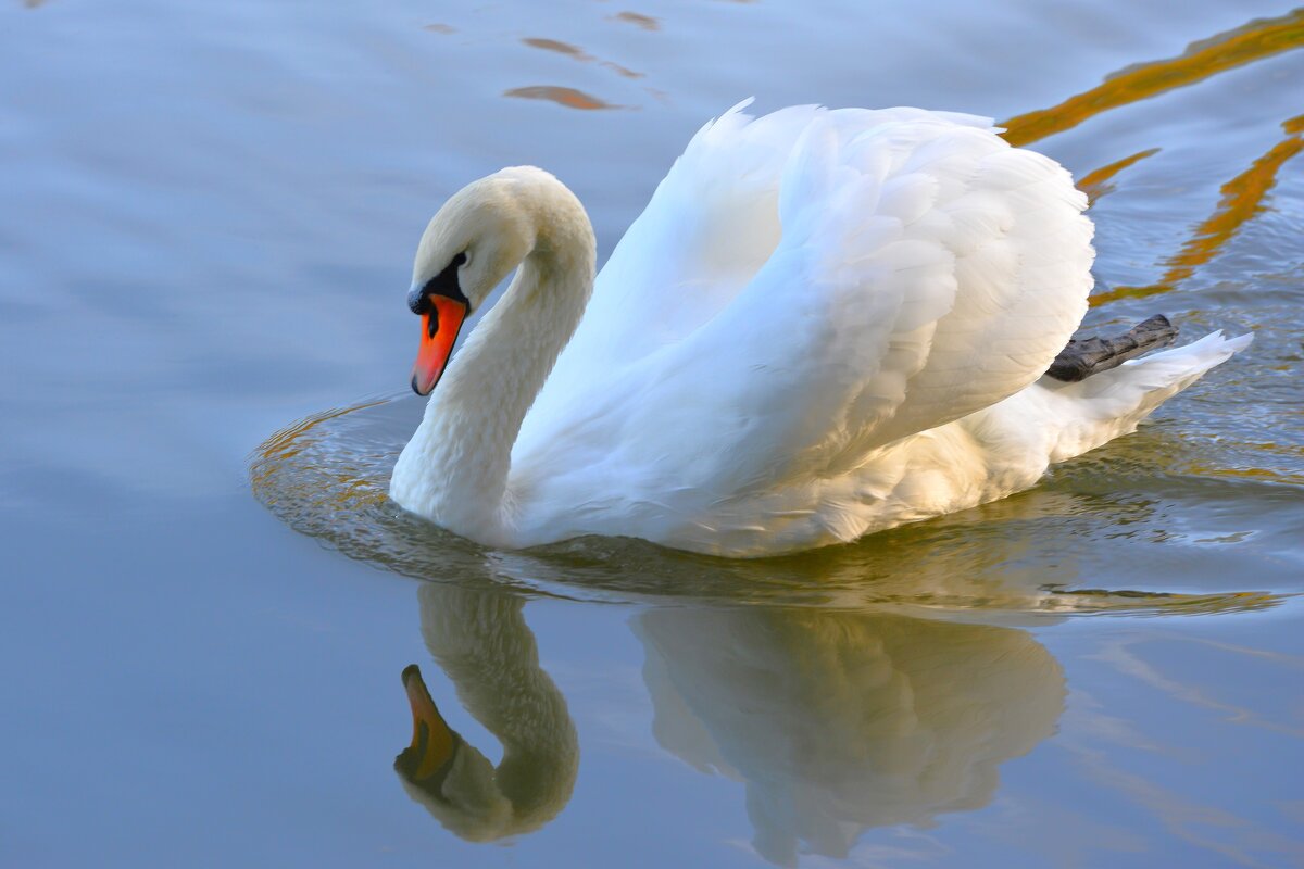 Белый лебедь - Константин Анисимов