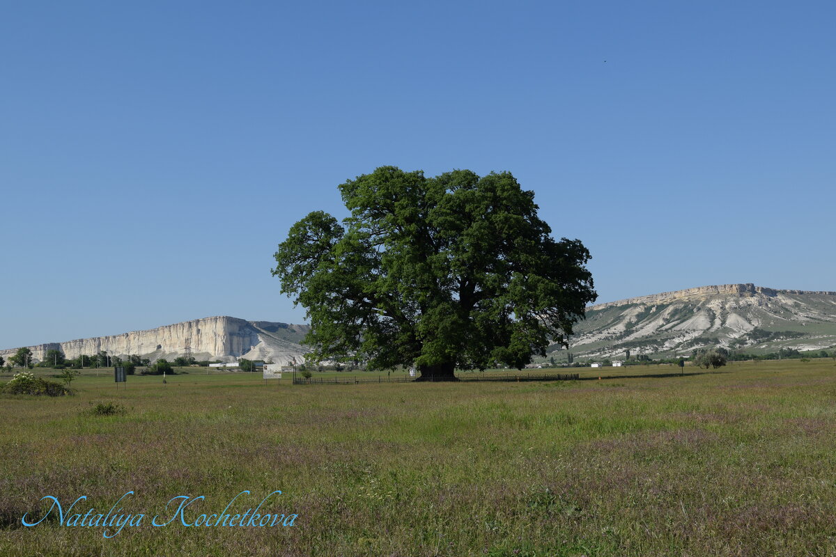 Природа Крыма - Amazing Cosmea Природа Крыма - Amazing Cosmea