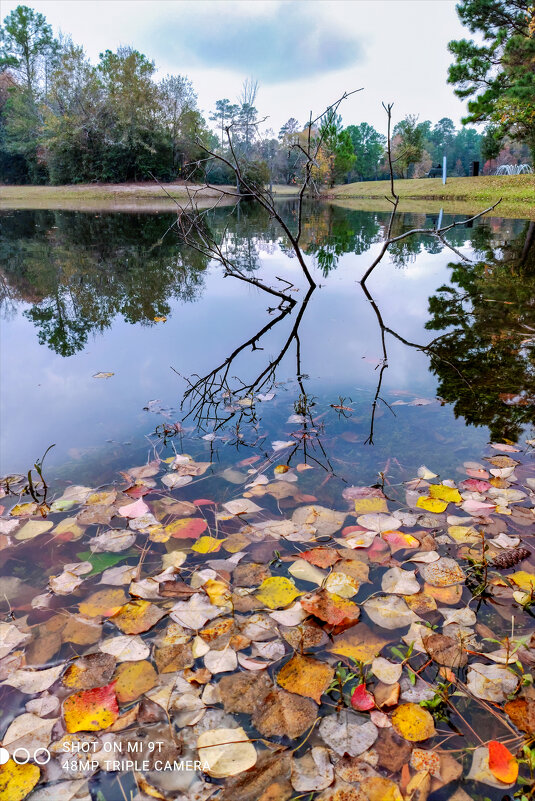 Осень - **** vedin