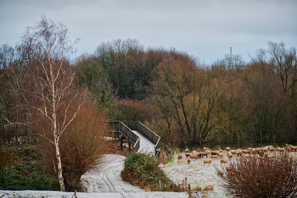 2.01.2026 Вчера под вечерок выпал снег... - Jakob Dick