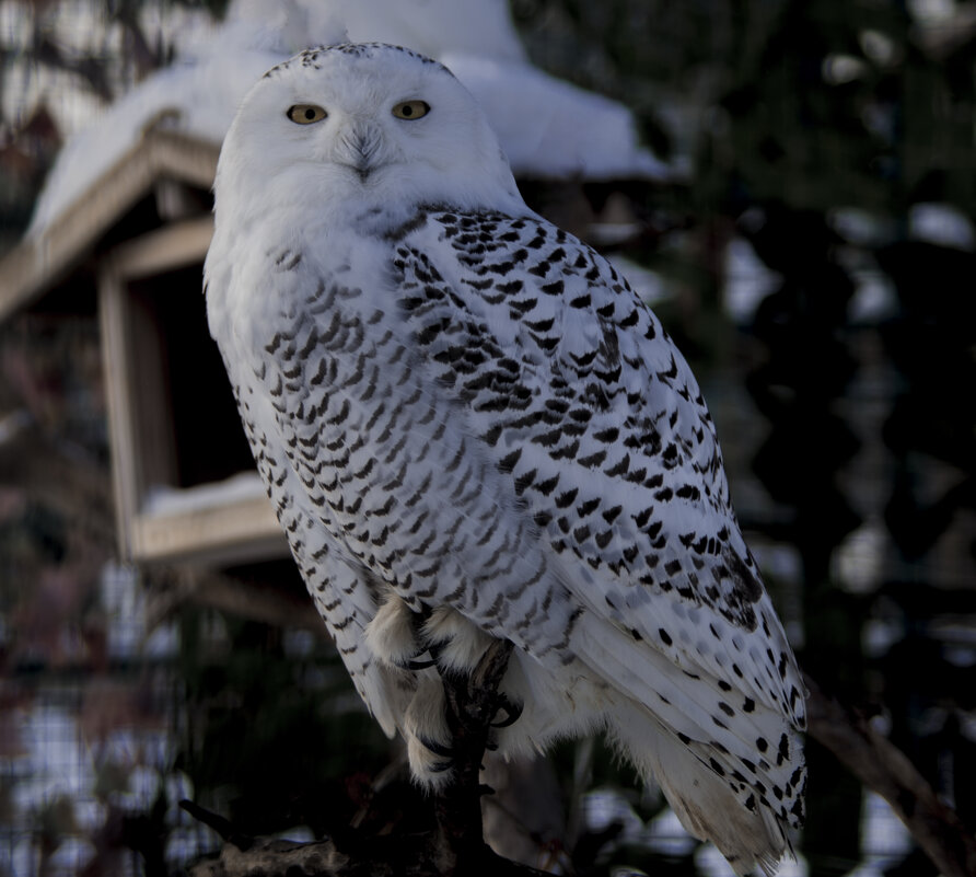 ЗИМА - Белая сова - Владимир Максимов
