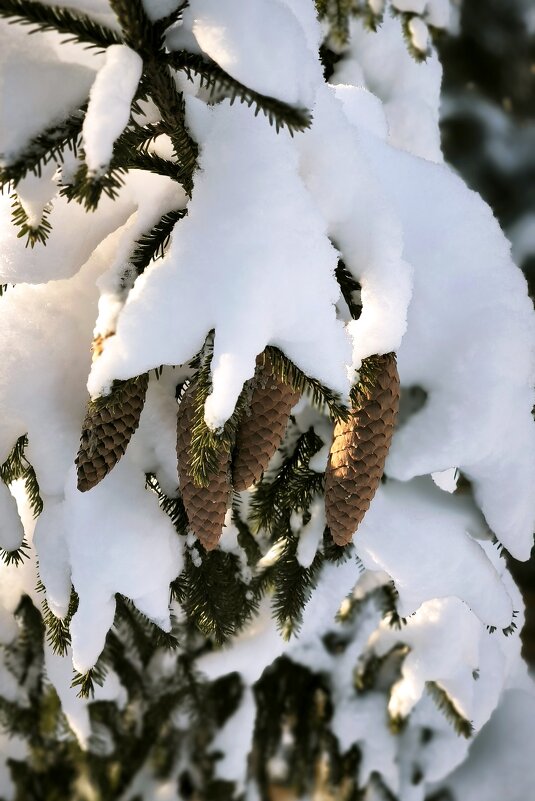 Зимний этюд - Александр Сансар Зимний этюд - Александр Сансар