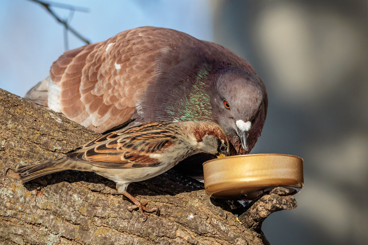 Ну ты и наглец... - Петр Ну ты и наглец... - Петр