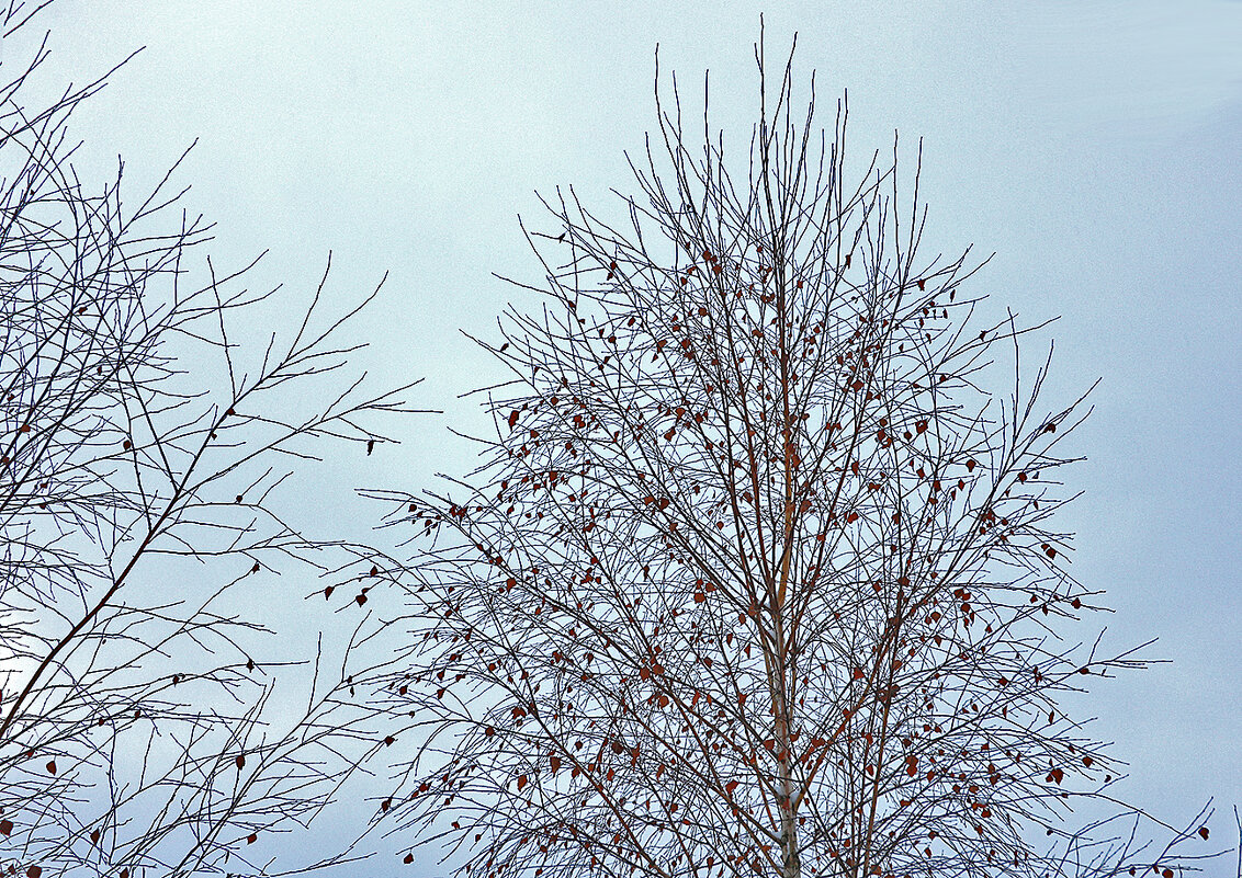 Зимняя графика - Светлана 
