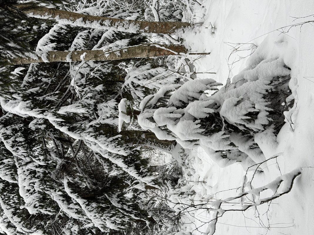 В лесу родилась елочка… - Любовь В лесу родилась елочка… - Любовь