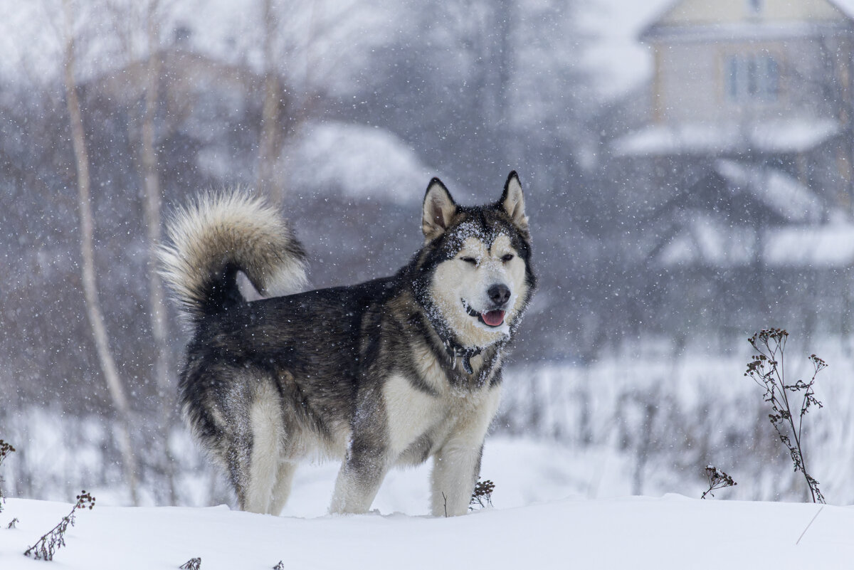 Ярик. - leff Postnov