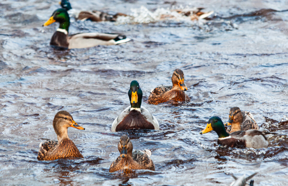 Утиные истории - Олег Загорулько
