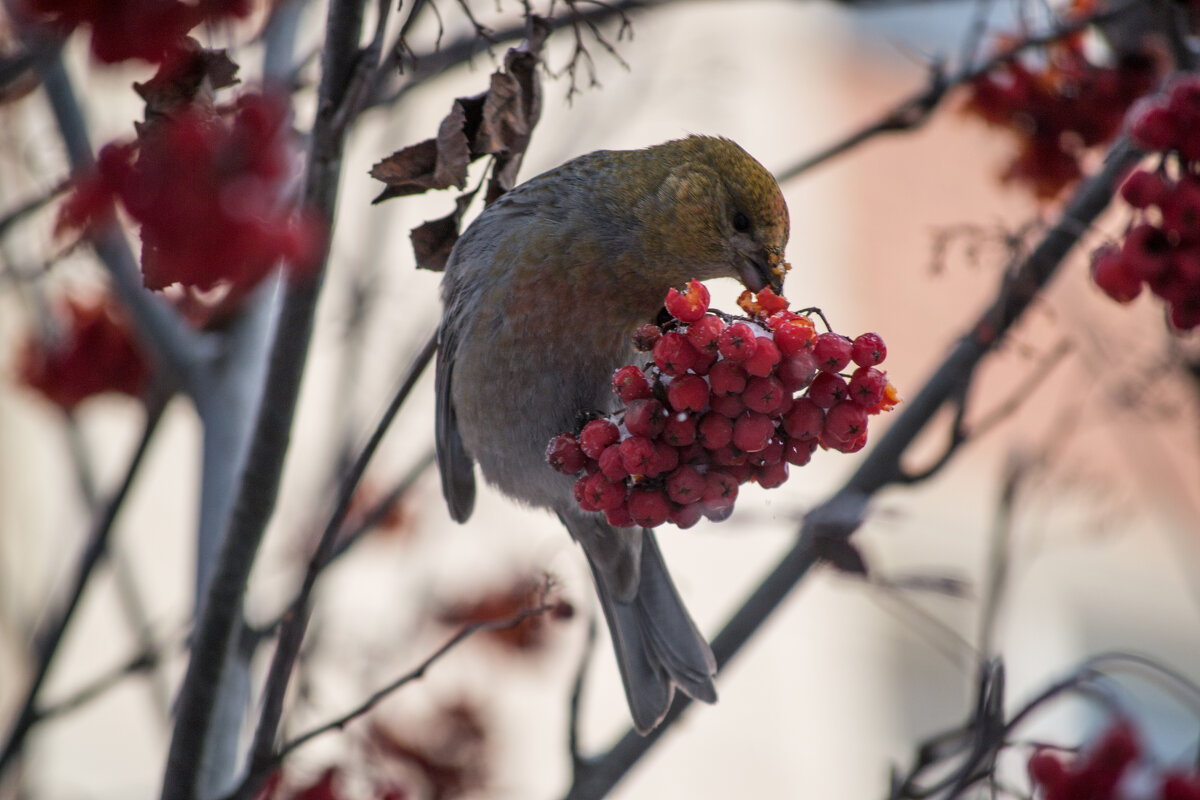Щур обыкновенный. Самка - Артём Орлов Щур обыкновенный. Самка - Артём Орлов