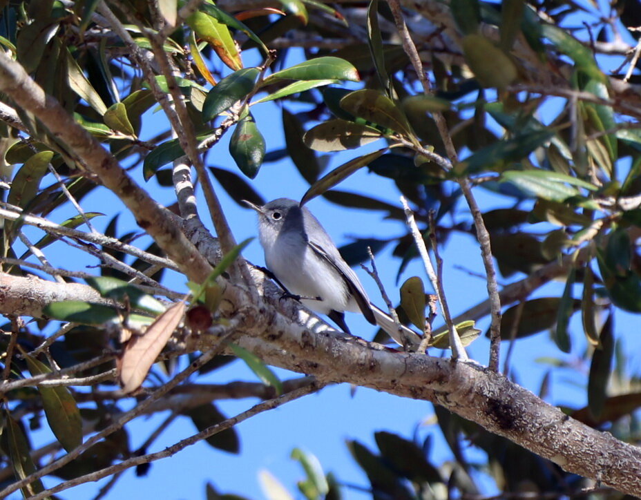 синесерый комаролов (Blue-gray Gnatcatcher). - Yury синесерый комаролов (Blue-gray Gnatcatcher). - Yury