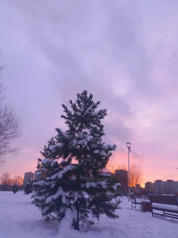 Рассвет - Сапсан 