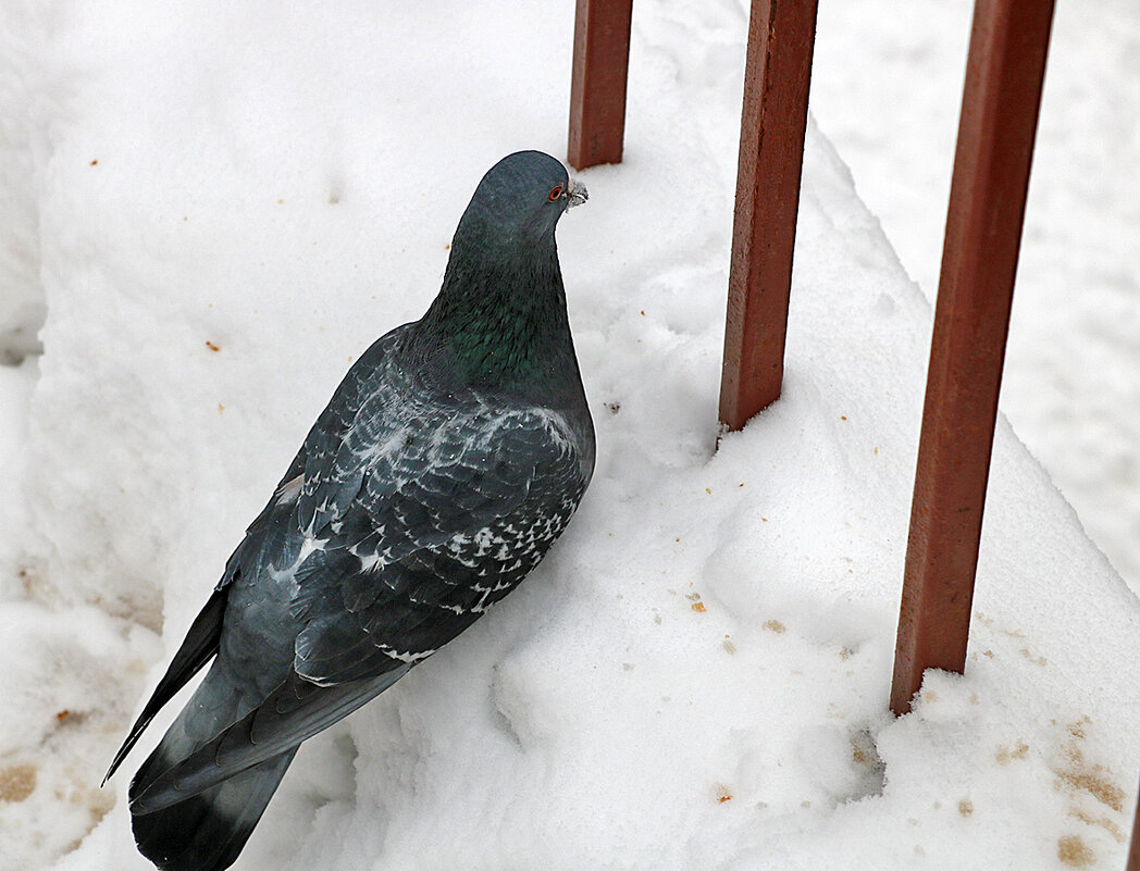 Вперёдсмотрящий - Светлана 