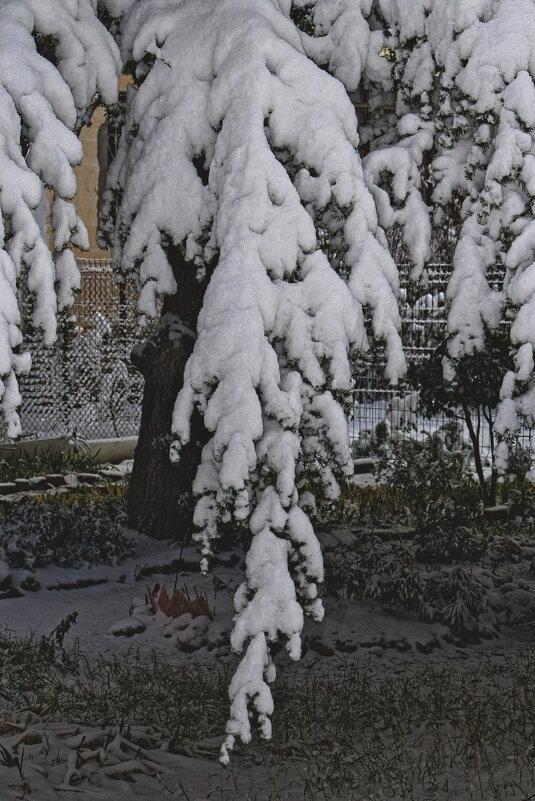 Лапа ели в снегу - Giant Tao /