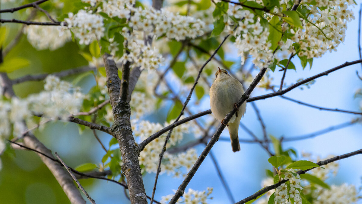 Пеночка. Весеннее настроение. - Владимир Лазарев