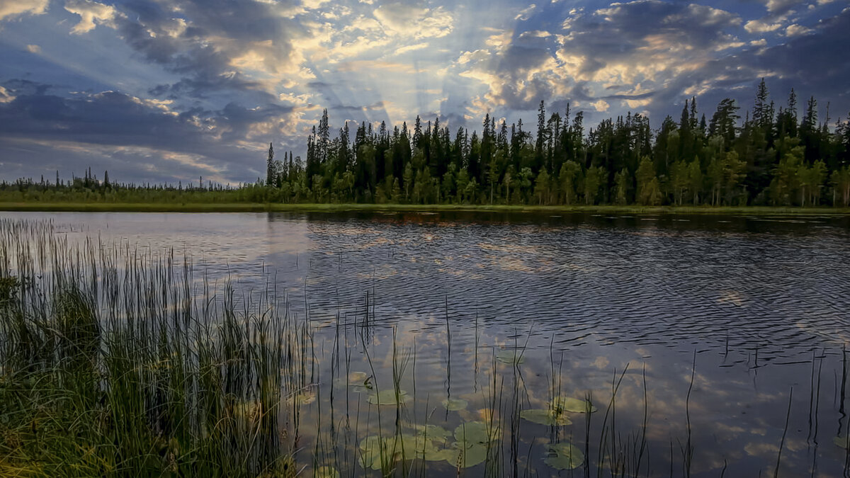 Сибирская тайга - Aleksey Afonin