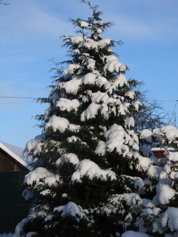 Принарядилась туя - Людмила Смородинская Принарядилась туя - Людмила Смородинская