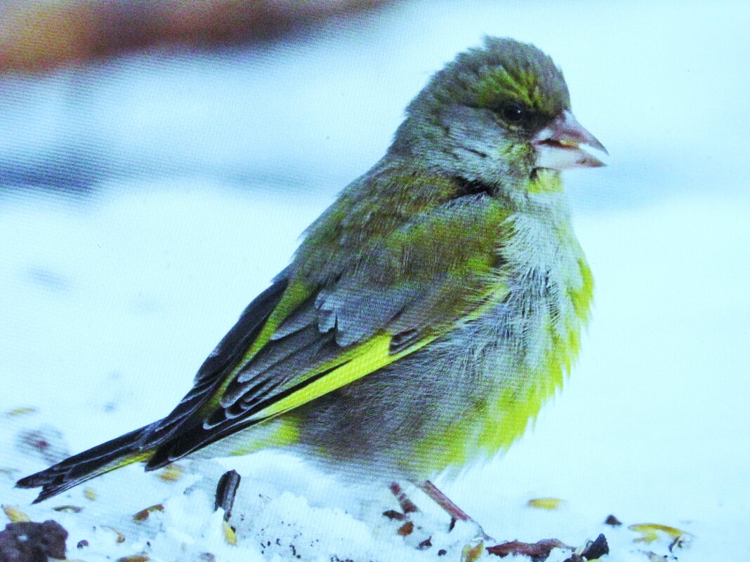 Зеленушка прилетела - Людмила Смородинская Зеленушка прилетела - Людмила Смородинская
