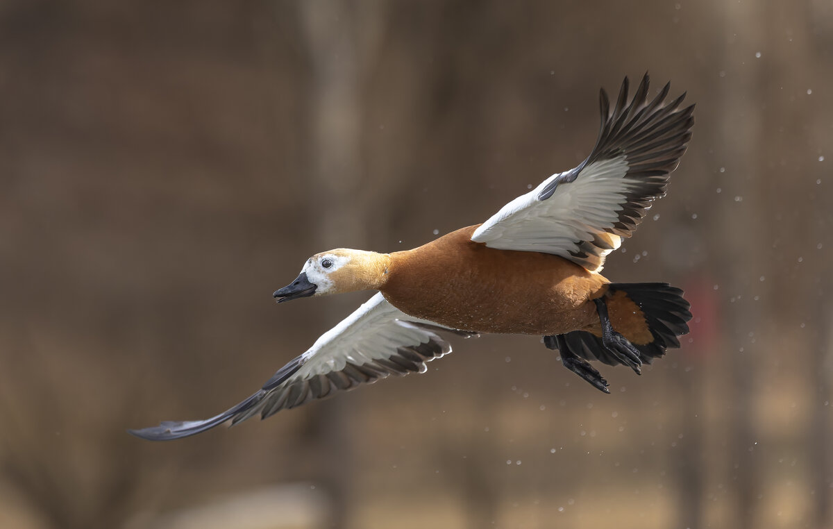 огарь в полете. - юрий макаров огарь в полете. - юрий макаров