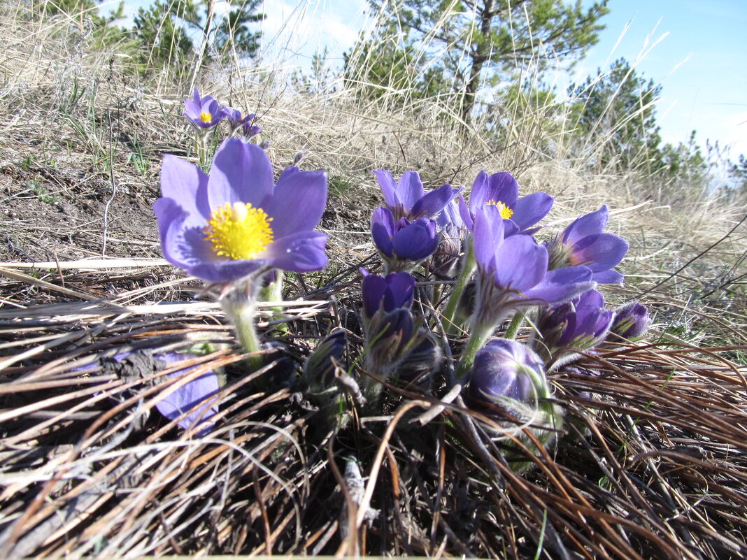 апрель - Елена Шаламова апрель - Елена Шаламова