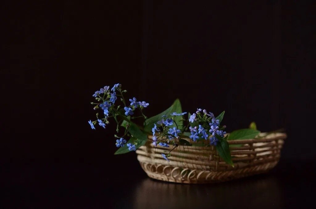 Голубые незабудки - Лена -