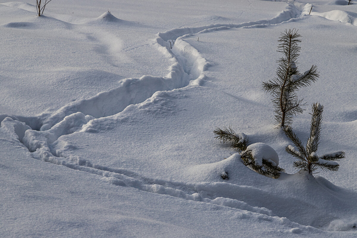 косули ходят - Виктор Ковчин