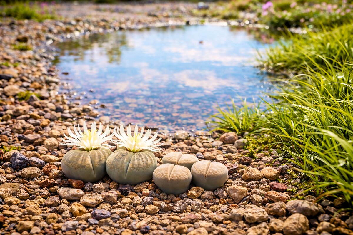 Лужа - Александр Деревяшкин