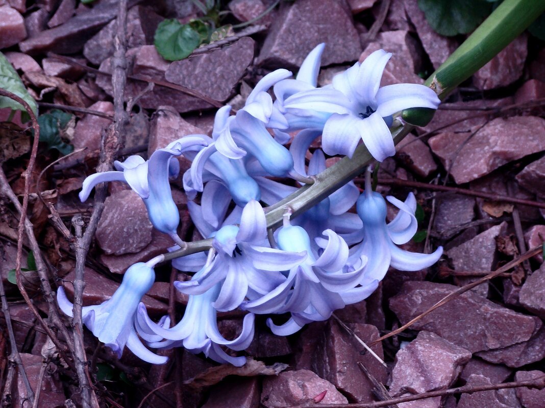 "Будет апрель!" Ю.Левитанский - Syntaxist (Светлана)