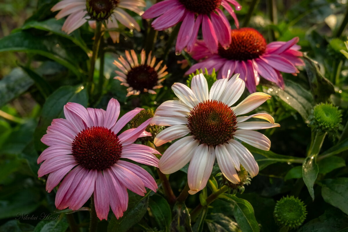 Цветы нам радость принесли... - Николай Гирш Цветы нам радость принесли... - Николай Гирш