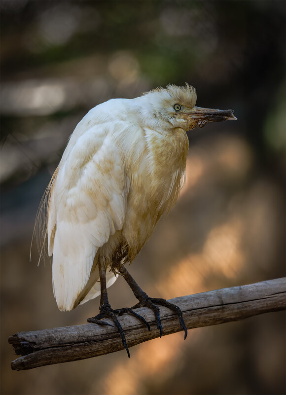 Цапля - Александр Григорьев