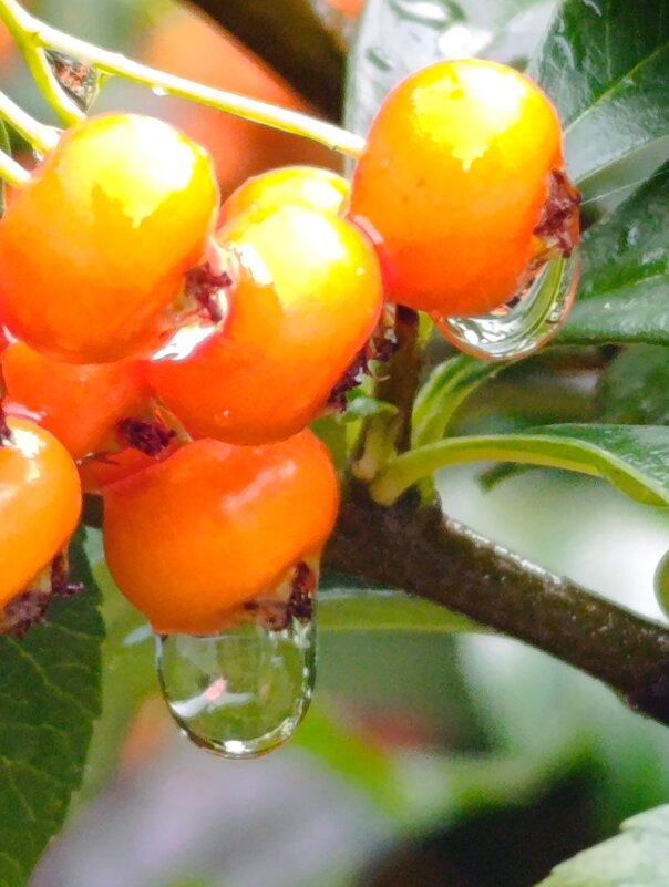 Эстетика дождя - Елена Фёдорова